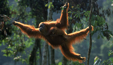 orangutan_257637_1_408099